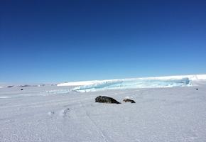 Wedell seal, Weddell seal pup, and Adelie penguin beside Mount Erebus glacier tongue